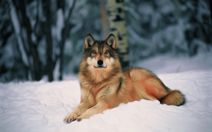 Wolf lying in the snow in a forest
