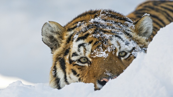 Tiger in the snow