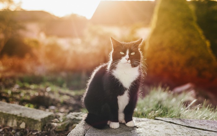 Black and white cat sitting in sunlight