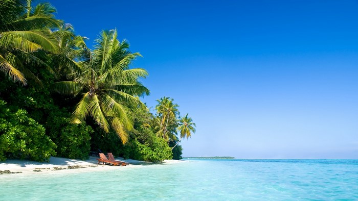 Tropical Beach with Palm Trees and Clear Blue Water