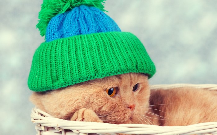 Orange cat wearing a green and blue knitted hat in a basket