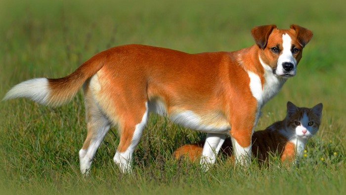 A brown and white dog stands in a grassy field with a cat