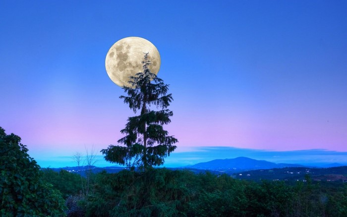 Full moon over a tree and landscape at dusk