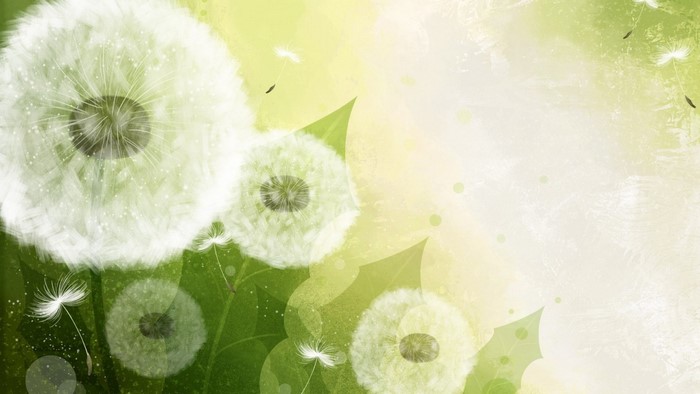 Close up of dandelions with flying seeds and green leaves