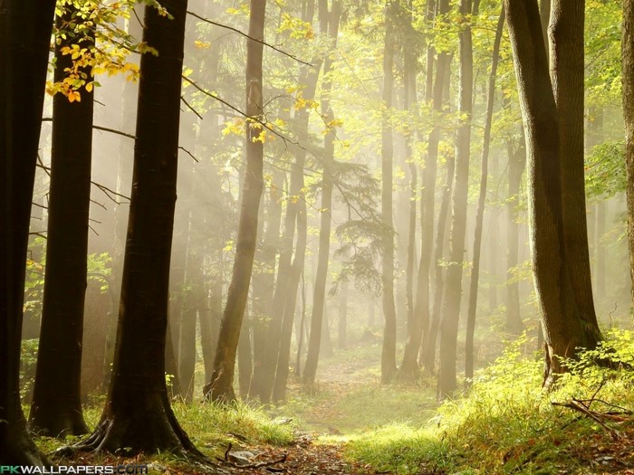 Sunlight filtering through trees in a misty forest