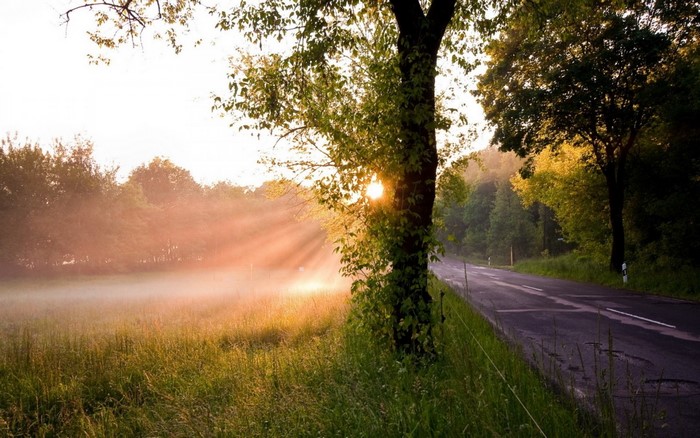 Sunlight filtering through trees onto a misty meadow and road