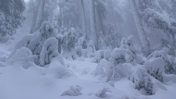 Snow-covered forest in winter with fog