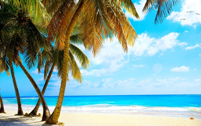 Palm trees on a tropical beach with turquoise ocean