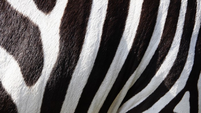 Close up of zebra stripes