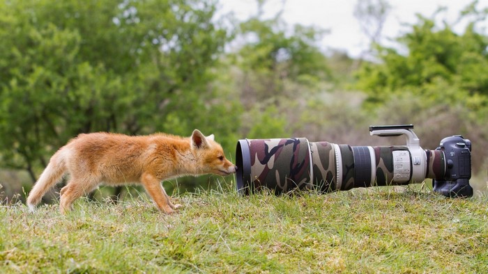 Fox cub sniffs a camouflage-covered telephoto lens