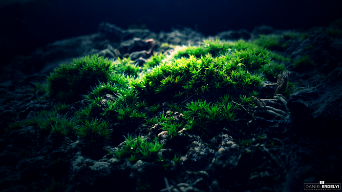 Close-up of green moss illuminated by sunlight