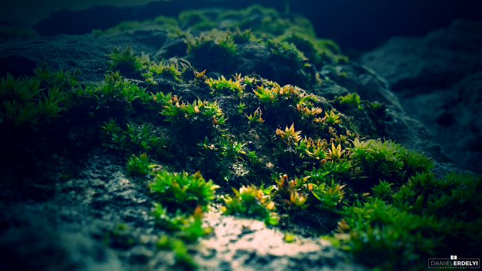 Moss growing on rocks with sunlight