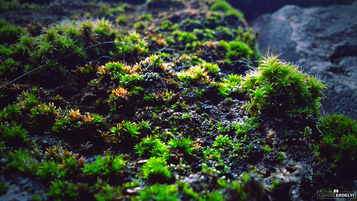 Macro photography of moss on a rock