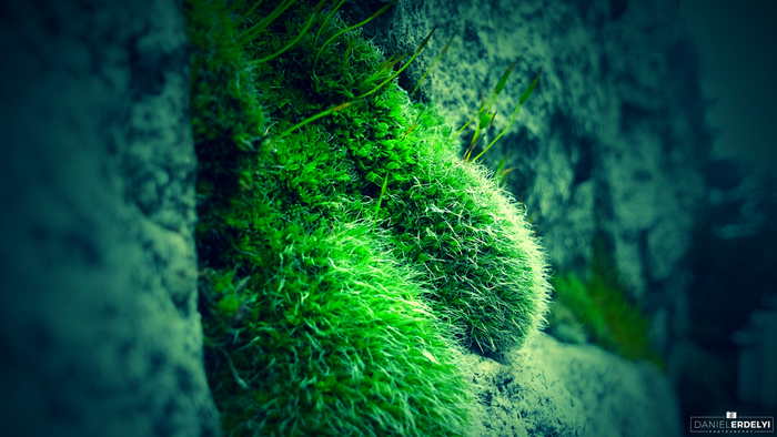 Close-up of vibrant green moss on a rock surface