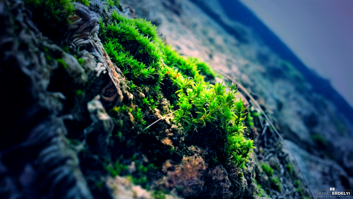 Close-up of green moss on a rock surface