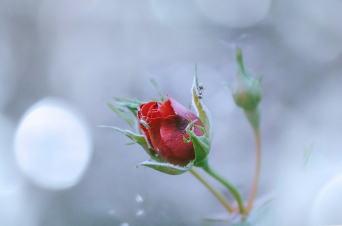 Red rose bud with aphids and ants