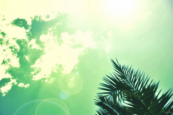 Palm tree leaves against a bright, green sky with clouds
