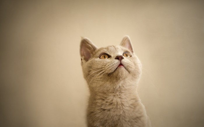 British Shorthair kitten looking up