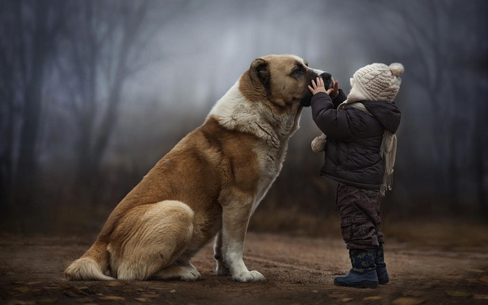 Child and large dog in a misty forest