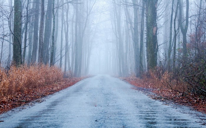 Foggy forest road in autumn with fallen leaves