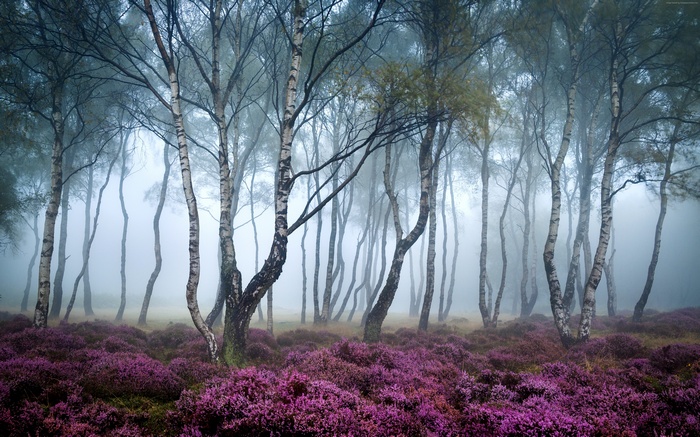 Birch trees in fog with purple heather on Stanton Moor