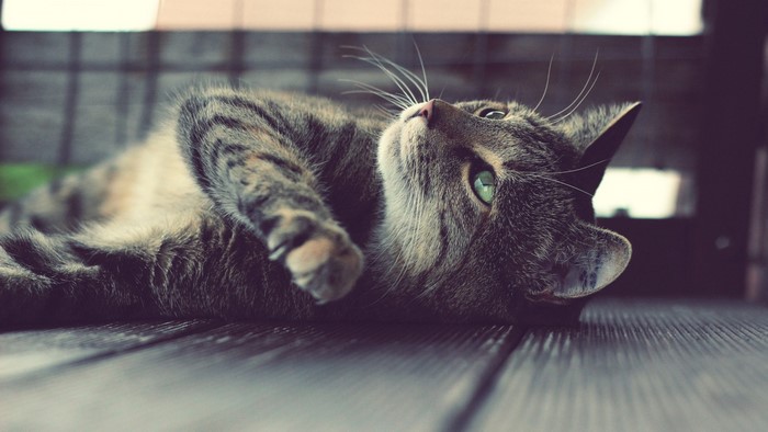 A tabby cat with green eyes lies on wooden planks