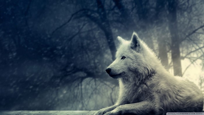 White wolf in a dark, misty forest