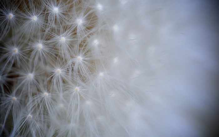 Close-up of dandelion seeds with sunlight