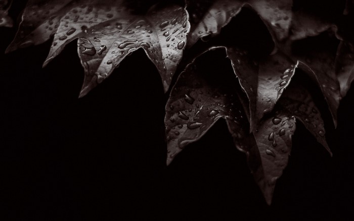 Monochrome close-up of wet leaves