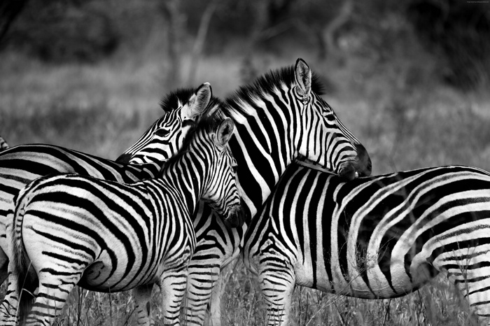 Black and White Zebras in a Field