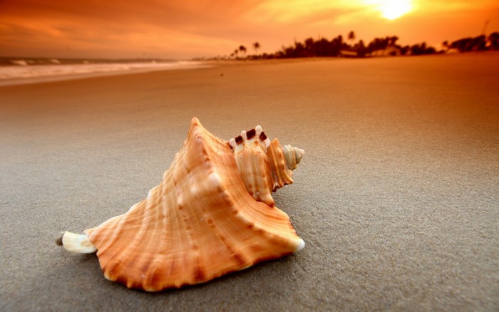 Seashell on a sandy beach at sunset
