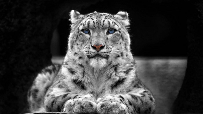 Snow leopard with blue eyes and pink nose