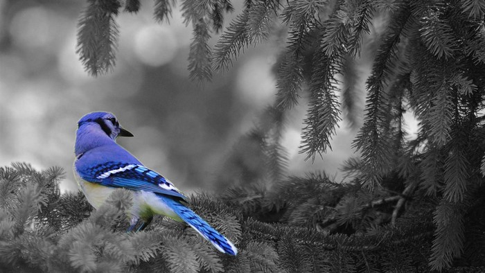 Blue Jay perched on a pine branch