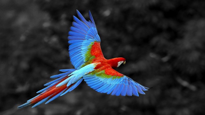 A colorful macaw parrot in flight