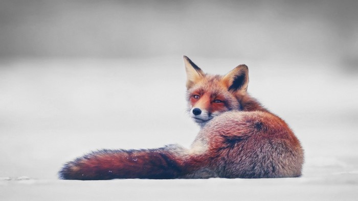 Red fox lying in the snow