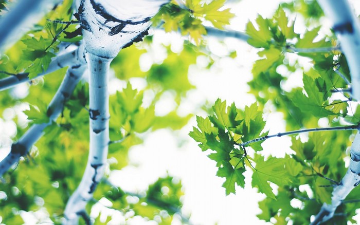 Green leaves and birch tree branches against sunlight
