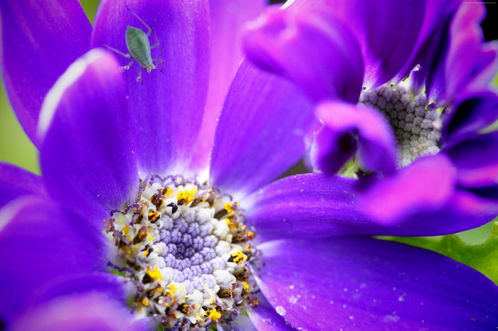 4K Purple Flower with Aphid