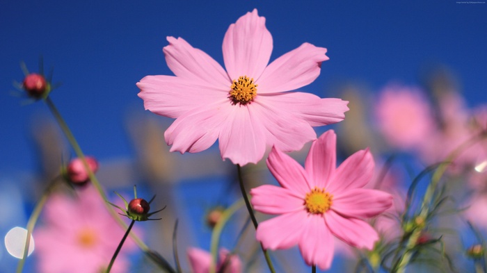 Pink Cosmos Flowers in Bloom 4K
