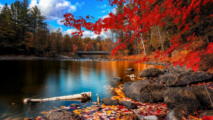 Autumn landscape with a river and red maple leaves