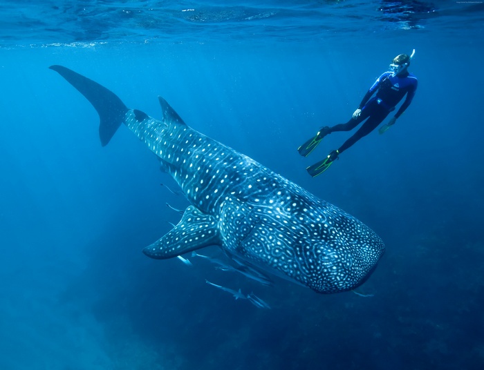 shark, diving, underwater, Worlds best diving sites, fish, blue, pacific, tourism, ocean, atlantic, water, Whale shark, indian