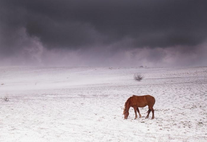 Brown horse grazing in a snowy field under dark clouds