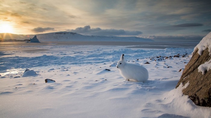 Arctic hare in a snowy landscape with an iceberg