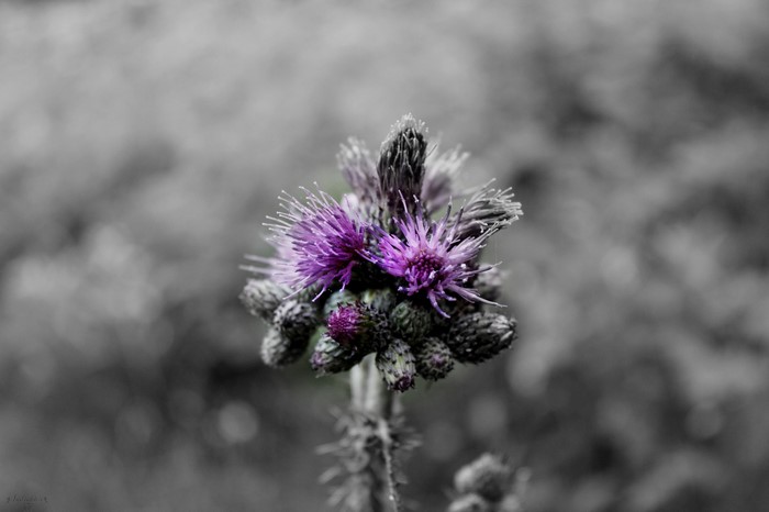 Purple thistle flower with selective coloring
