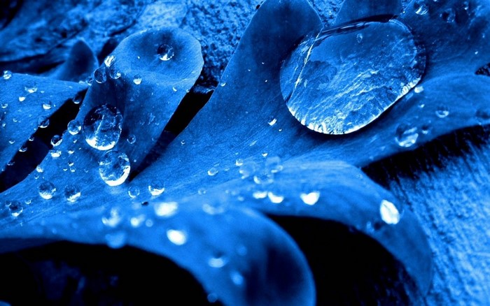 Close-up of blue leaves with water drops