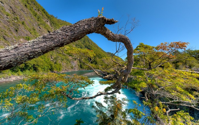 Turquoise river flowing through a forest with a bent tree branch