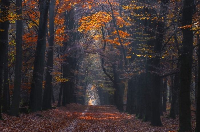 Sunlight filtering through autumn trees onto a forest path