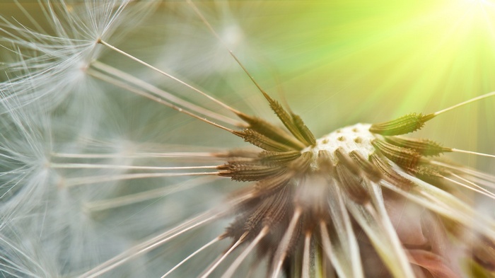 Macro shot of a Dandelion seed head