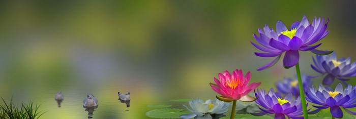 Water lilies and birds on a pond