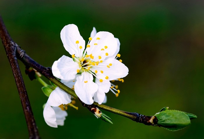 Delicate White Blossoms on Green Branch