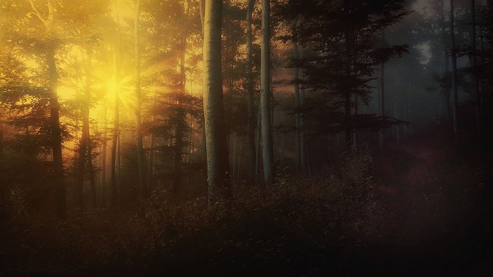 Sunlight filtering through trees in a misty forest